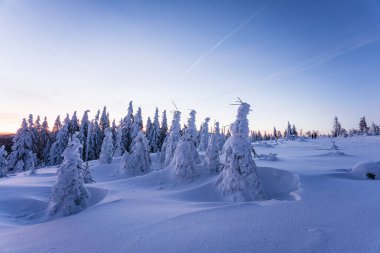 Almanya ve Çek Cumhuriyeti, Bavyera Ormanı - Sumava Ulusal Parkı, Almanya - Çek Cumhuriyeti sınırında karla birlikte kışın Dreisesselberg. Yüksek kalite fotoğraf