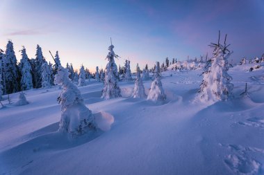 Almanya ve Çek Cumhuriyeti, Bavyera Ormanı - Sumava Ulusal Parkı, Almanya - Çek Cumhuriyeti sınırında karla birlikte kışın Dreisesselberg. Yüksek kalite fotoğraf