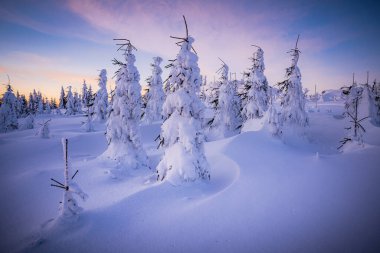 Almanya ve Çek Cumhuriyeti, Bavyera Ormanı - Sumava Ulusal Parkı, Almanya - Çek Cumhuriyeti sınırında karla birlikte kışın Dreisesselberg. Yüksek kalite fotoğraf