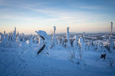 Almanya ve Çek Cumhuriyeti, Bavyera Ormanı - Sumava Ulusal Parkı, Almanya - Çek Cumhuriyeti sınırında karla birlikte kışın Dreisesselberg. Yüksek kalite fotoğraf
