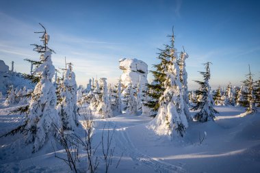 Almanya ve Çek Cumhuriyeti, Bavyera Ormanı - Sumava Ulusal Parkı, Almanya - Çek Cumhuriyeti sınırında karla birlikte kışın Dreisesselberg. Yüksek kalite fotoğraf