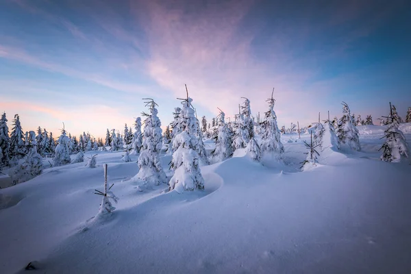 Almanya ve Çek Cumhuriyeti, Bavyera Ormanı - Sumava Ulusal Parkı, Almanya - Çek Cumhuriyeti sınırında karla birlikte kışın Dreisesselberg. Yüksek kalite fotoğraf