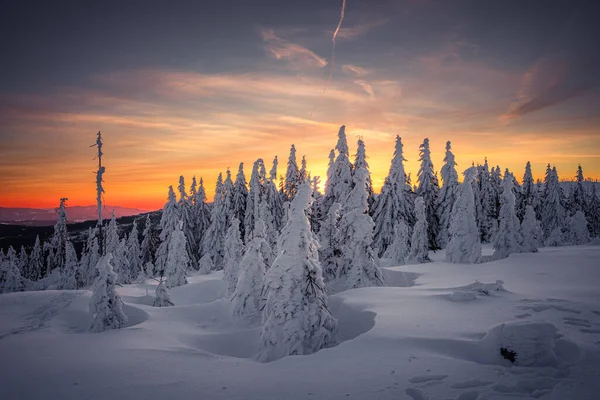 Dreisesselberg Zimą Śniegiem Granicy Niemcami Czechami Puszcza Bawarska Park Narodowy — Zdjęcie stockowe