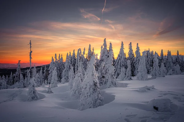 Dreisesselberg Zimě Sněhem Hranicích Německa České Republiky Bavorský Les Šumava — Stock fotografie