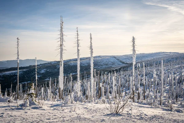Almanya ve Çek Cumhuriyeti, Bavyera Ormanı - Sumava Ulusal Parkı, Almanya - Çek Cumhuriyeti sınırında karla birlikte kışın Dreisesselberg. Yüksek kalite fotoğraf