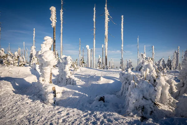 Almanya ve Çek Cumhuriyeti, Bavyera Ormanı - Sumava Ulusal Parkı, Almanya - Çek Cumhuriyeti sınırında karla birlikte kışın Dreisesselberg. Yüksek kalite fotoğraf