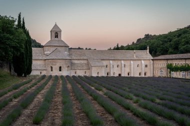 Senanque Abbey Gordes Provence Lavender fields Notre-Dame de Senanque, blooming purple-blue lavender fields Luberon France. Europe