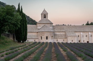 Senanque Abbey Gordes Provence Lavender fields Notre-Dame de Senanque, blooming purple-blue lavender fields Luberon France. Europe