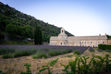 Senanque Abbey Gordes Provence Lavender fields Notre-Dame de Senanque, blooming purple-blue lavender fields Luberon France. Europe