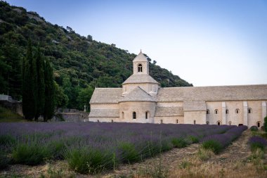 Senanque Abbey Gordes Provence Lavender fields Notre-Dame de Senanque, blooming purple-blue lavender fields Luberon France. Europe