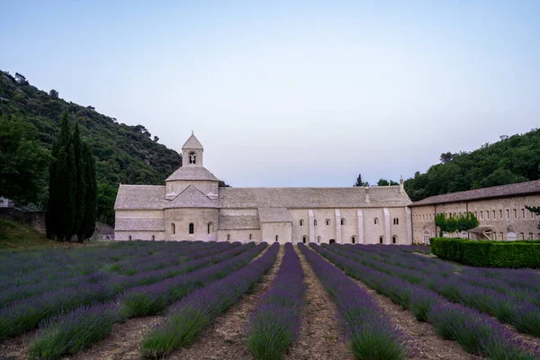 Senanque Abbey Gordes Provence Lavender Fields Notre Dame Senanque Blooming — Stok fotoğraf