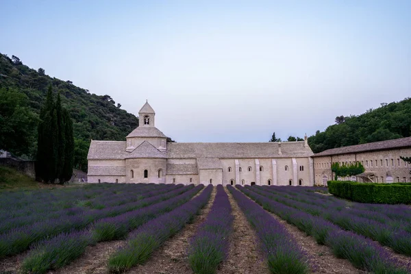 Senanque Abbey Gordes Provence Lavender Fields Notre Dame Senanque Blooming — Stok fotoğraf