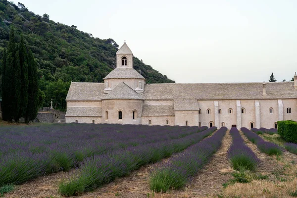 Senanque Abbey Gordes Provence Lavender Fields Notre Dame Senanque Blooming — Stok fotoğraf