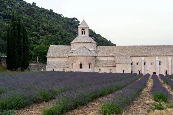 Senanque Abbey Gordes Provence Lavender Fields Notre Dame Senanque Blooming — Stok fotoğraf