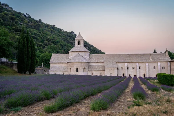 Senanque Abbey Gordes Provence Lavender Fields Notre Dame Senanque Blooming — Stok fotoğraf