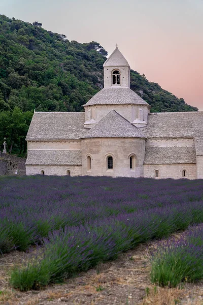 Senanque Abbey Gordes Provence Lavender fields Notre-Dame de Senanque, blooming purple-blue lavender fields Luberon France. Europe