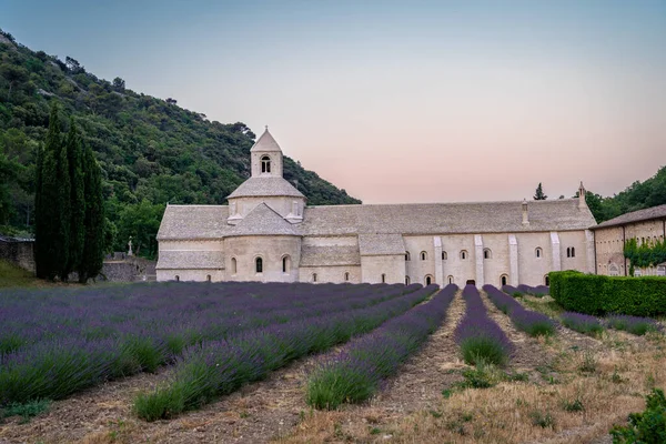 Senanque Abbey Gordes Provence Lavender Fields Notre Dame Senanque Blooming — Stok fotoğraf