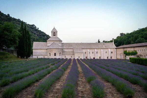 Senanque Abbey Gordes Provence Lavender Fields Notre Dame Senanque Blooming — Foto de Stock