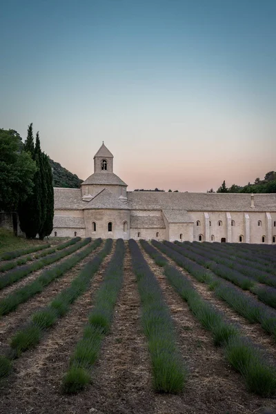 Senanque Abbey Gordes Provence Lavender Fields Notre Dame Senanque Blooming — Stok fotoğraf