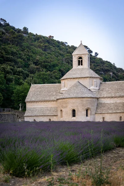 Senanque Abbey Gordes Provence Lavender Fields Notre Dame Senanque Blooming — Stok fotoğraf