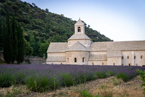 Senanque Abbey Gordes Provence Lavender Fields Notre Dame Senanque Blooming — Foto de Stock