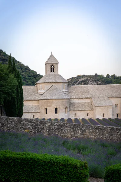 Senanque Abbey Gordes Provence Lavender Fields Notre Dame Senanque Blooming — Stok fotoğraf