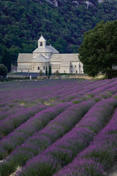 Senanque Abbey Gordes Provence Lavender Fields Notre Dame Senanque Flowing — стоковое фото