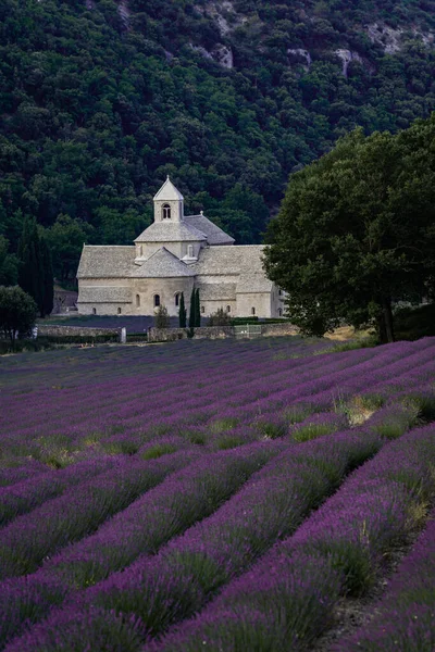 Senanque Abbey Gordes Provence Lavender Fields Notre Dame Senanque Blooming —  Fotos de Stock