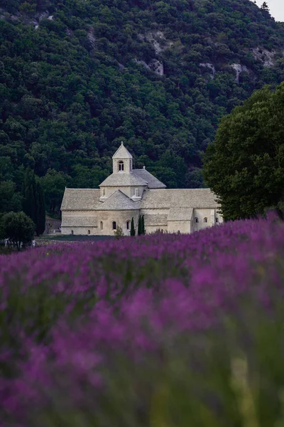Senanque Abbey Gordes Provence Lavender fields Notre-Dame de Senanque, blooming purple-blue lavender fields Luberon France. Europe