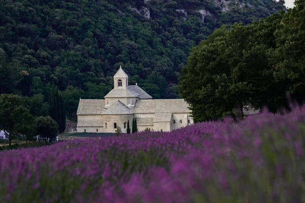Senanque Abbey Gordes Provence Lavender Fields Notre Dame Senanque Blooming — Fotografia de Stock