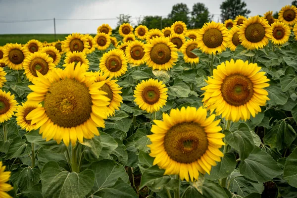 Panoramablick Auf Sonnenblumenfeld Mit Himmel — Stockfoto
