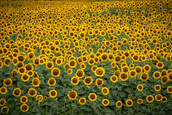 Vista Panoramica Del Campo Girasole Con Cielo — Foto Stock