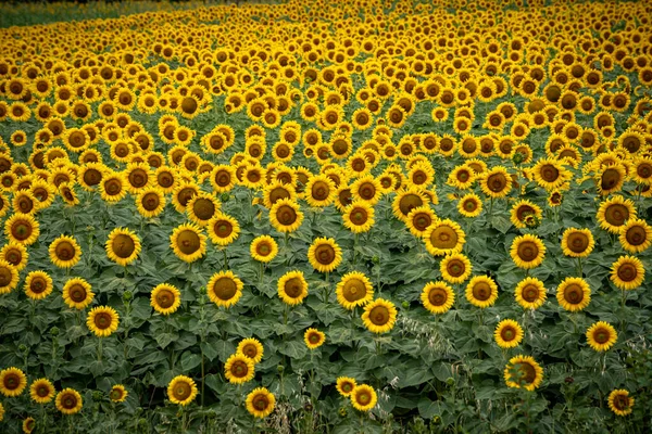 Gökyüzü Ile Birlikte Ayçiçeği Tarlasının Panoramik Görüntüsü — Stok fotoğraf