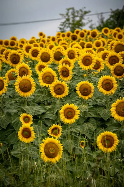 Panoramisch Uitzicht Zonnebloemenveld Met Lucht — Stockfoto