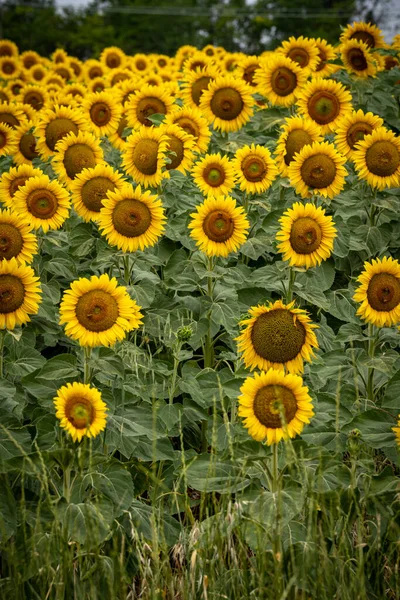 Panoramablick Auf Sonnenblumenfeld Mit Himmel — Stockfoto