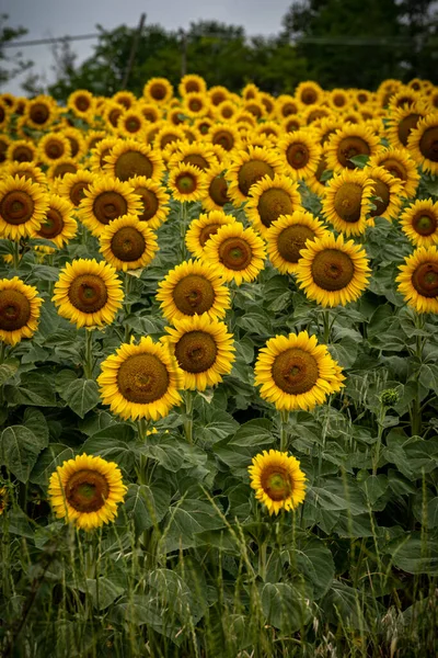 Panoramisch Uitzicht Zonnebloemenveld Met Lucht — Stockfoto