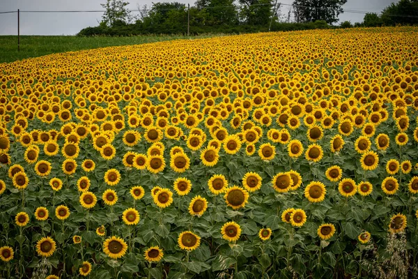 Panoramablick Auf Sonnenblumenfeld Mit Himmel — Stockfoto