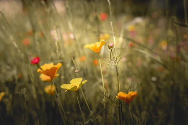 Summer Landscape Lots Beautiful Flowers Multicolored Blooming Summer Meadow Pink — 스톡 사진