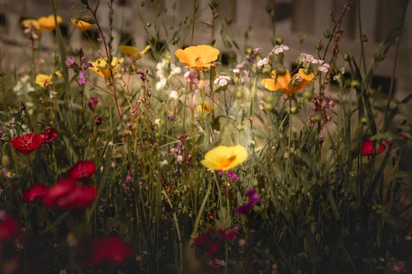 Paisagem Verão Com Muitas Flores Bonitas Prado Verão Multicolorido Florescendo — Fotografia de Stock