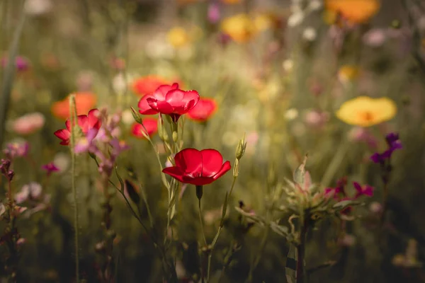 Paisagem Verão Com Muitas Flores Bonitas Prado Verão Multicolorido Florescendo — Fotografia de Stock