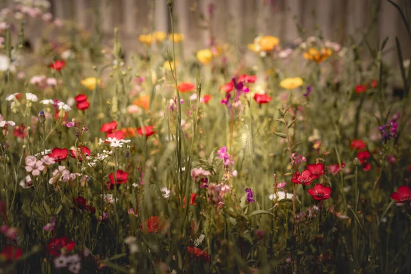 Paisagem Verão Com Muitas Flores Bonitas Prado Verão Multicolorido Florescendo — Fotografia de Stock