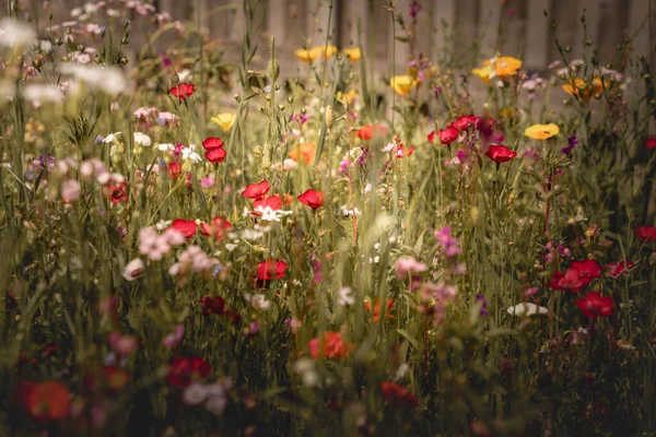 Paisagem Verão Com Muitas Flores Bonitas Prado Verão Multicolorido Florescendo — Fotografia de Stock