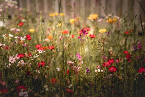 Paisagem Verão Com Muitas Flores Bonitas Prado Verão Multicolorido Florescendo — Fotografia de Stock