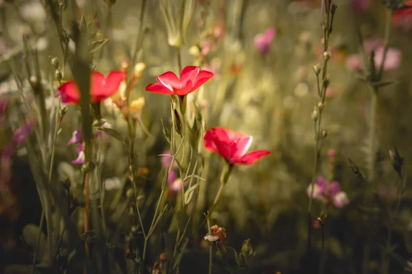 Paisagem Verão Com Muitas Flores Bonitas Prado Verão Multicolorido Florescendo — Fotografia de Stock