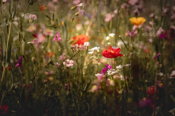 Letni Krajobraz Mnóstwem Pięknych Kwiatów Wielokolorowe Kwitnące Łąki Letnie Różowym — Zdjęcie stockowe