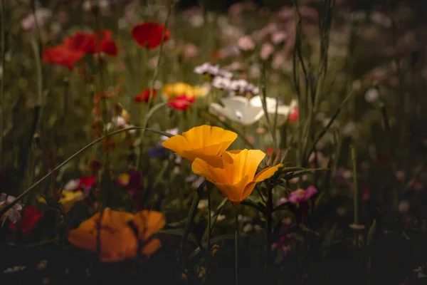 Paisagem Verão Com Muitas Flores Bonitas Prado Verão Multicolorido Florescendo — Fotografia de Stock
