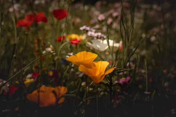 Paisagem Verão Com Muitas Flores Bonitas Prado Verão Multicolorido Florescendo — Fotografia de Stock