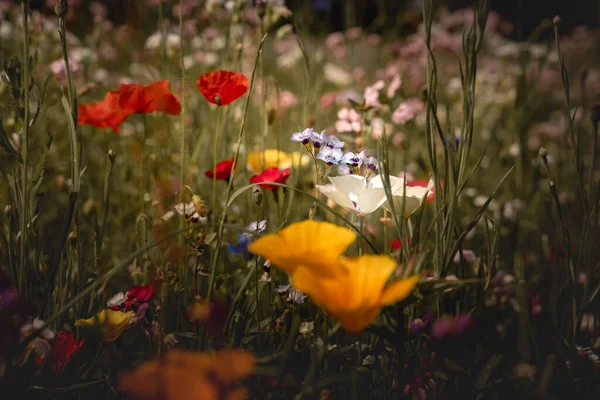 Letni Krajobraz Mnóstwem Pięknych Kwiatów Wielokolorowe Kwitnące Łąki Letnie Różowym — Zdjęcie stockowe