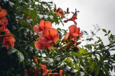 Pino 'nun Iago Maggiore' daki pitoresk limanı.