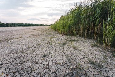 Drying up lake in Bavaria Germany from extreme weather and summer heatwave, climate change and drought